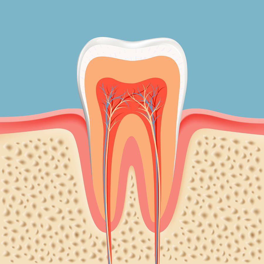 Root Canals | Dentist in Fargo, ND| Tronsgard and Sullivan, DDS, Partnership